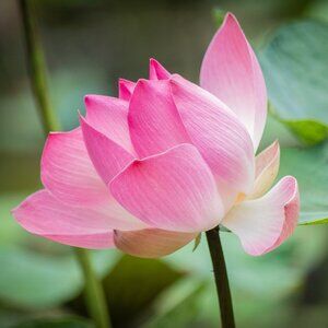 Meet your Posher, Cassandra